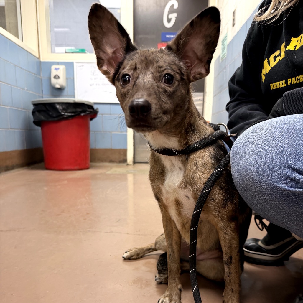 Catahoula Leopard Dog