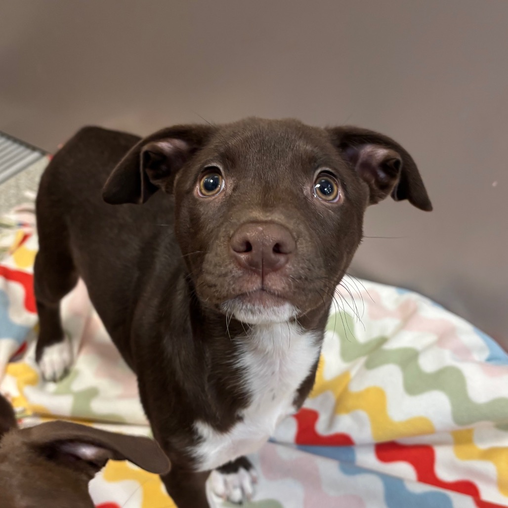 GARLIC PRESS - Mixed Breed (Medium) available for adoption