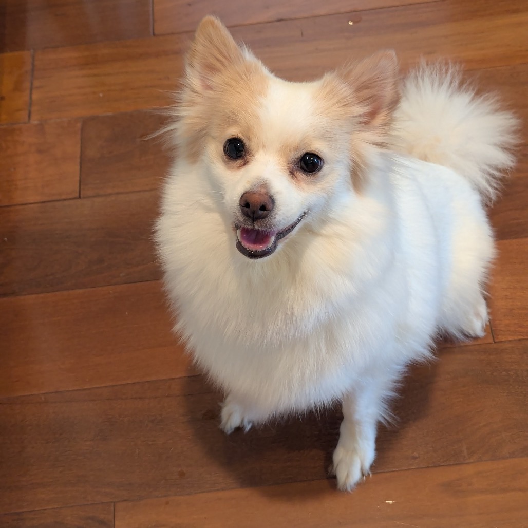 PRINCESS BUTTERCUP - Pomeranian available for adoption