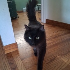 Animal namedCosmo