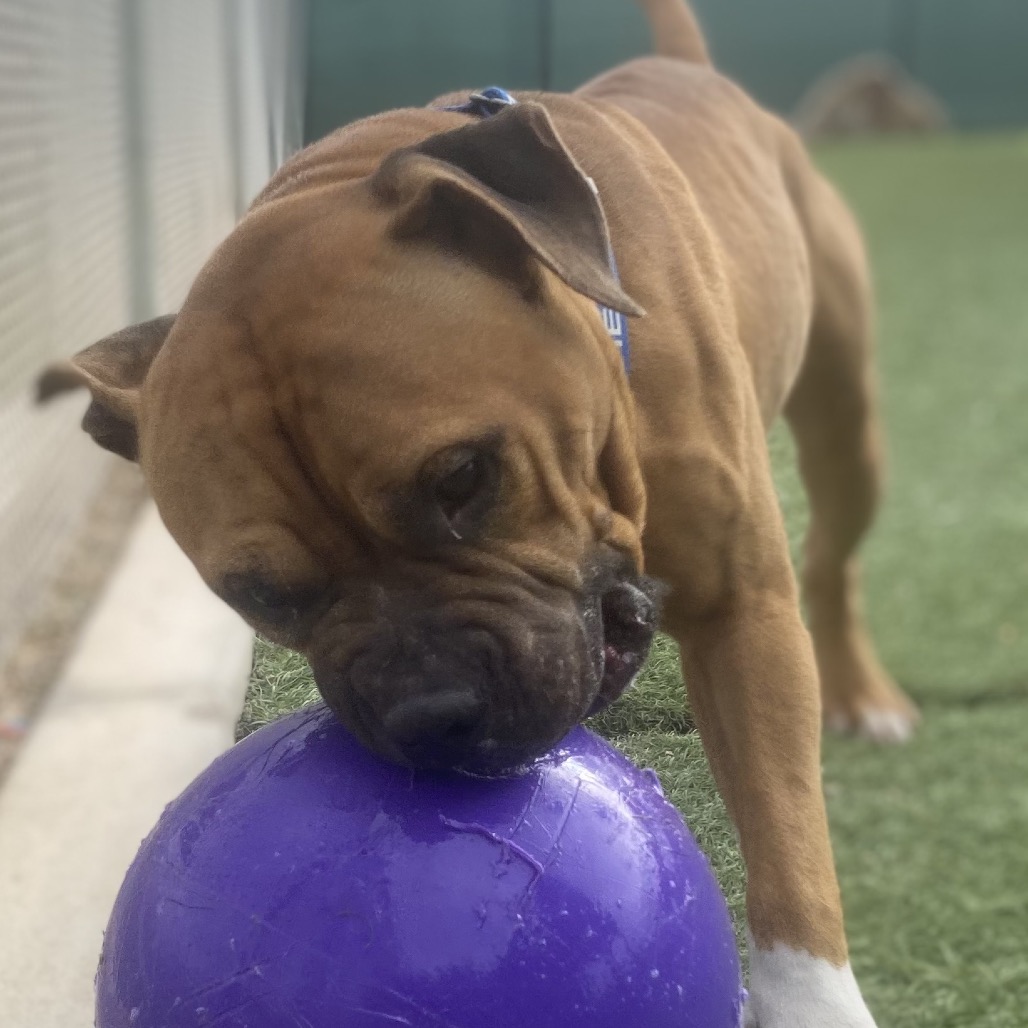 ASTA - Terrier / Pit Bull available for adoption