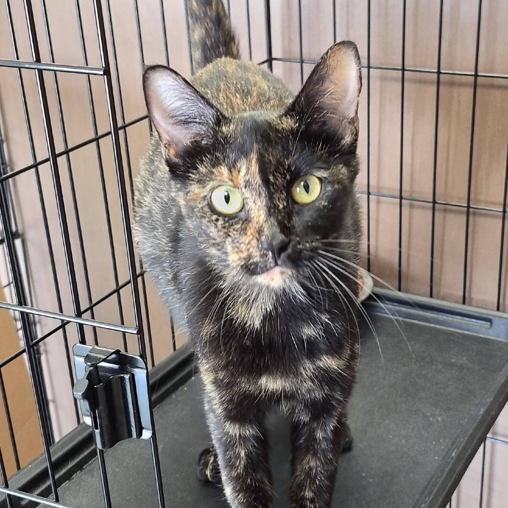 CLEO - Domestic Shorthair / Mix available for adoption