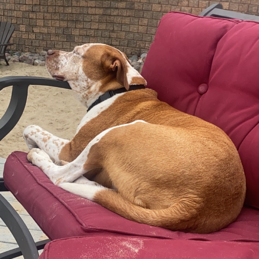 Bentley - Home to Home, photo 10
