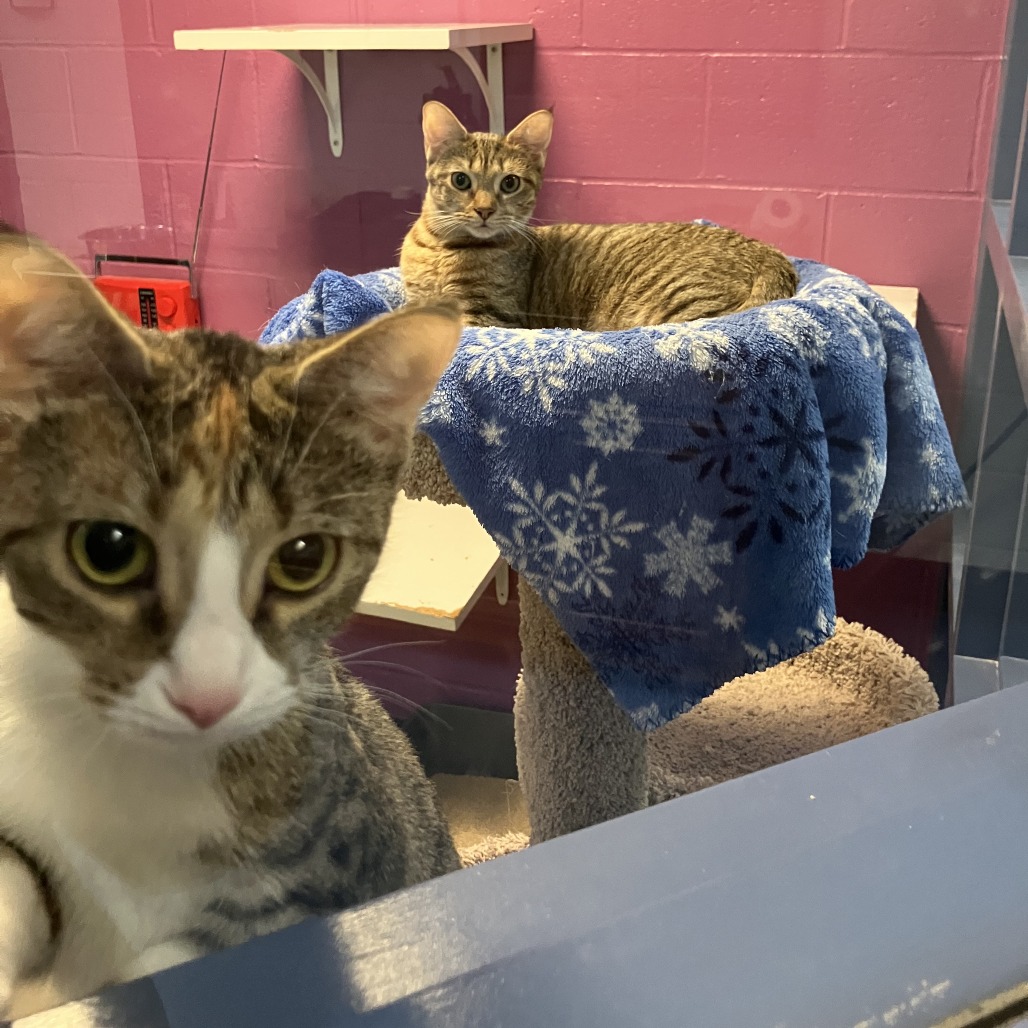 Photo of Canberra and Havana 8