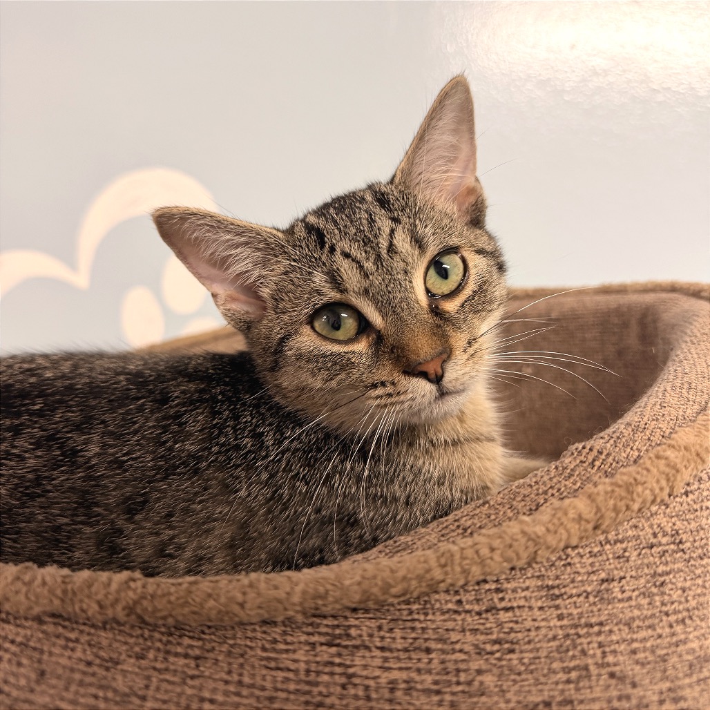 LOLLIPOP - Domestic Shorthair available for adoption
