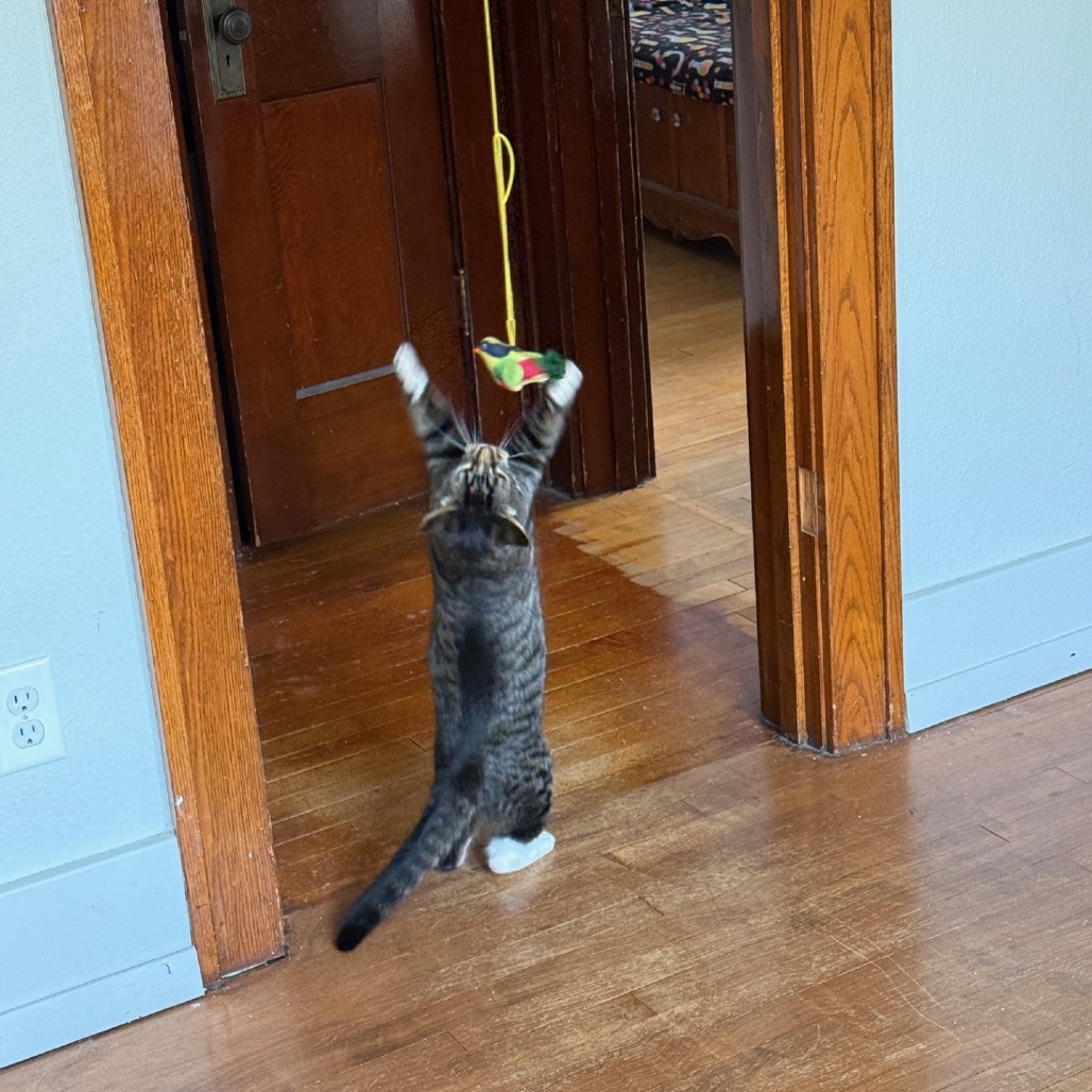 Camouflage--In Foster, photo 32