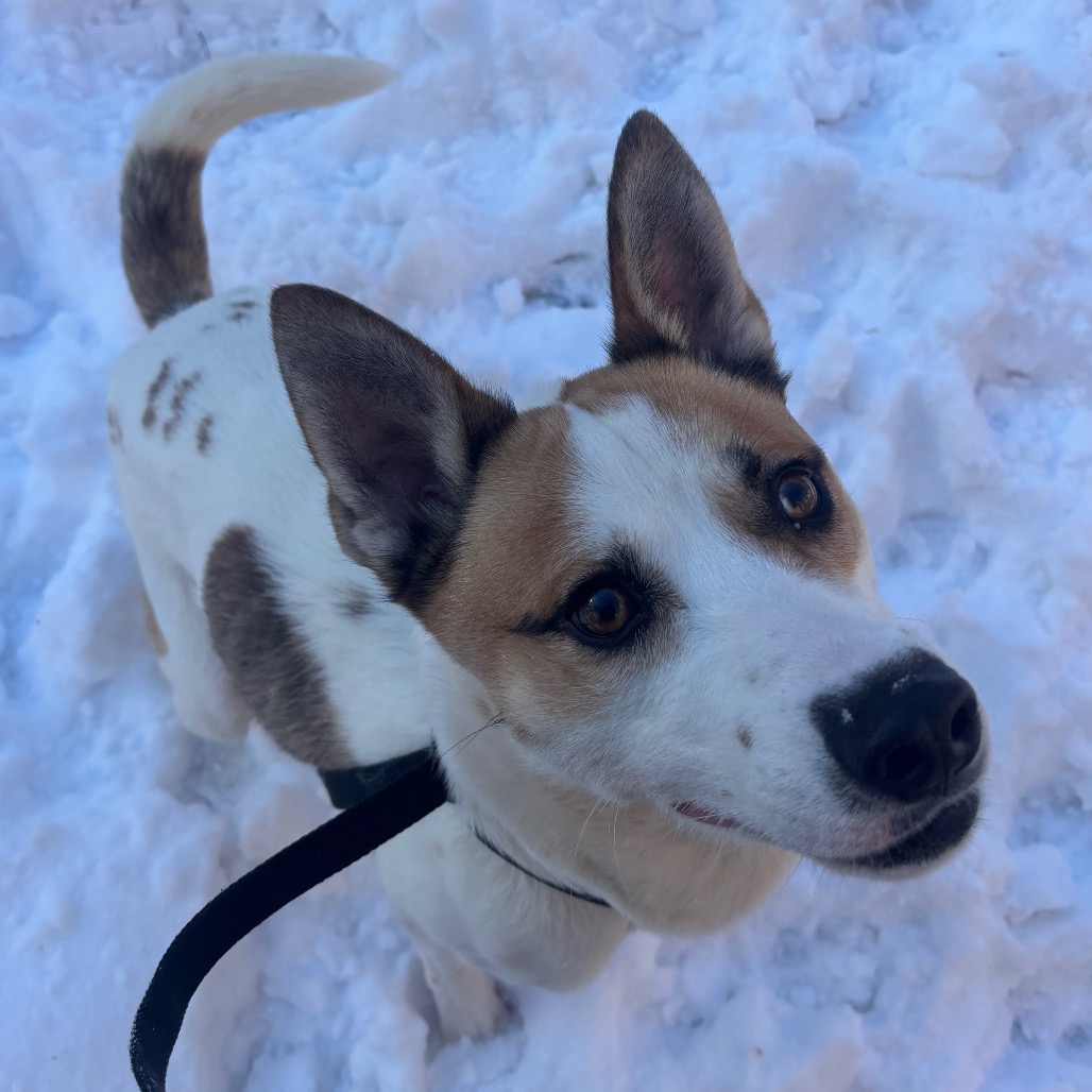 Whiskey — thumbnail 5