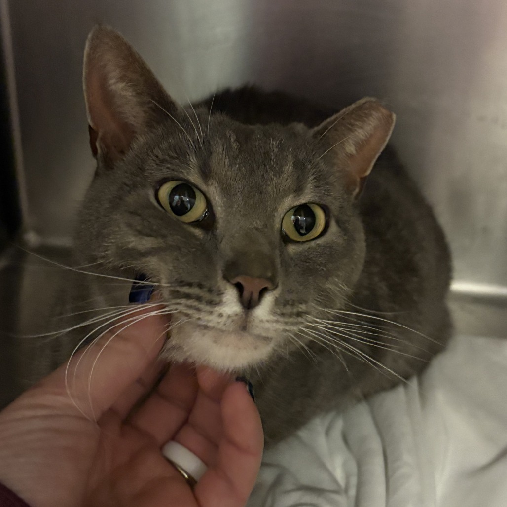 Bonita — thumbnail 5