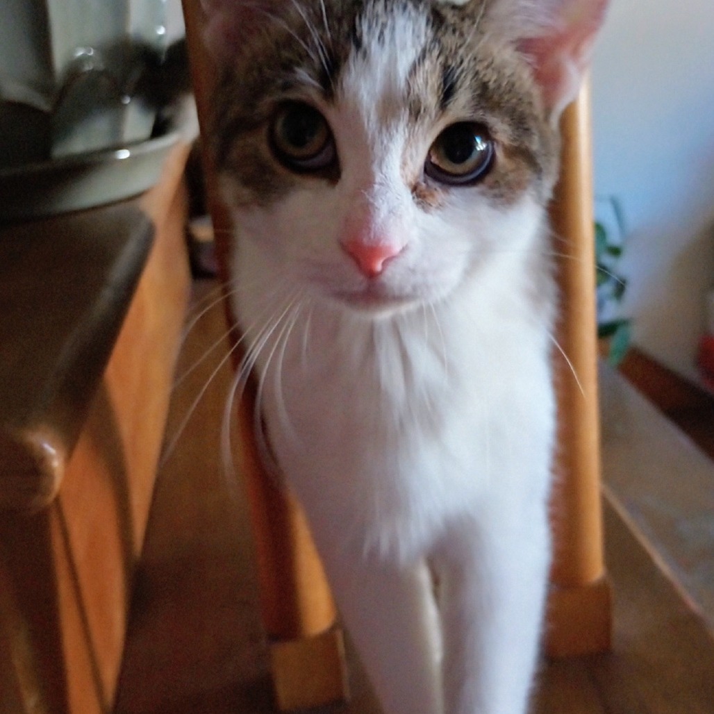 Lily (Rose)