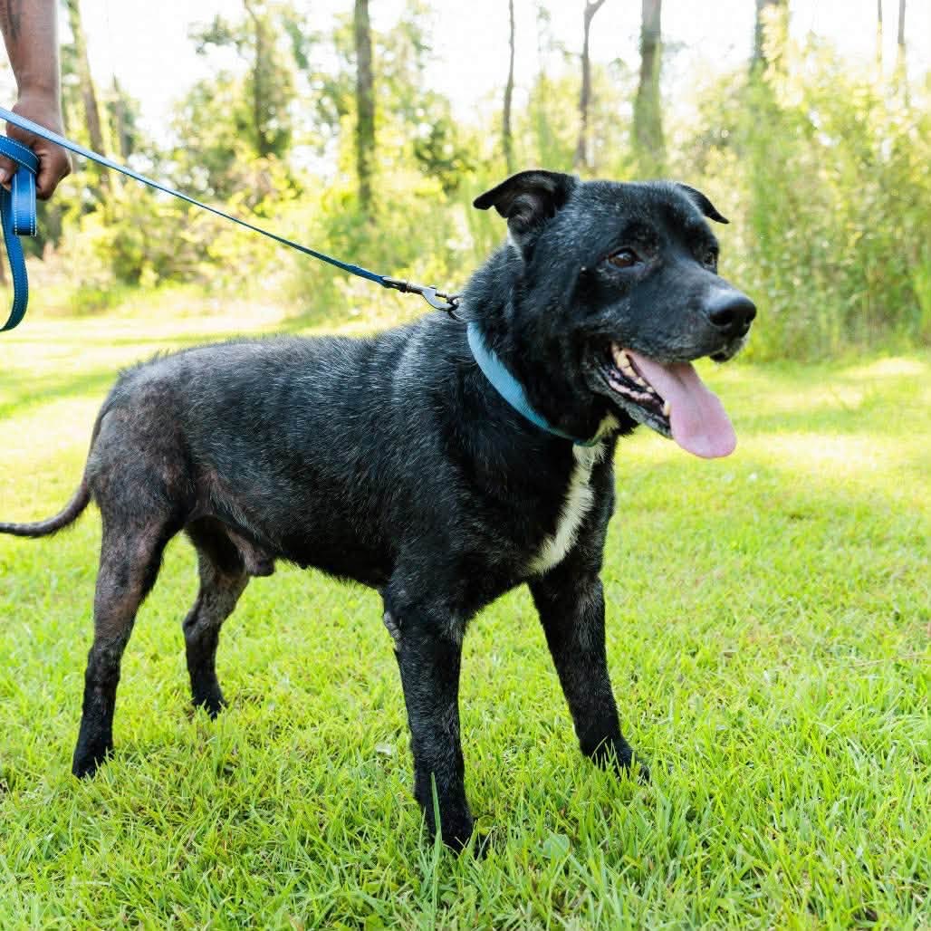 Dozer, photo 24