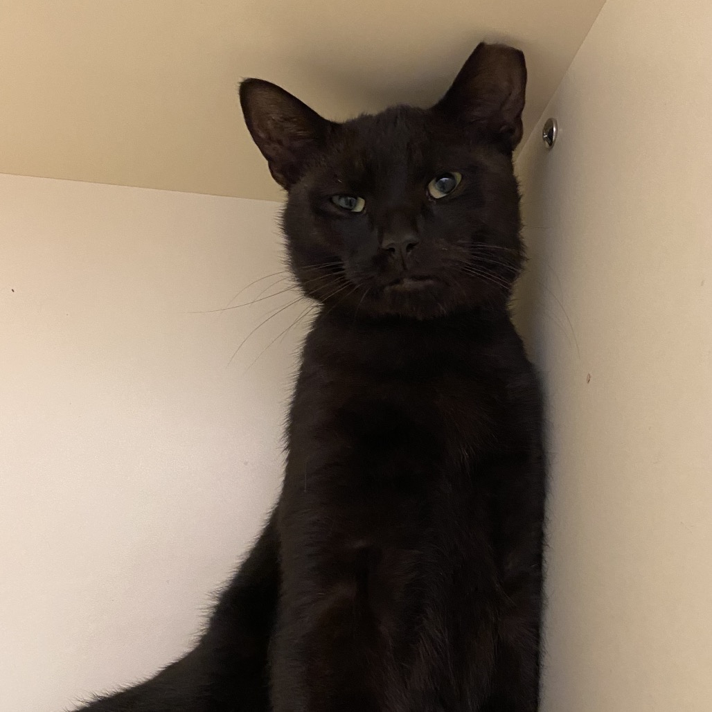 RAVEN - Domestic Shorthair available for adoption