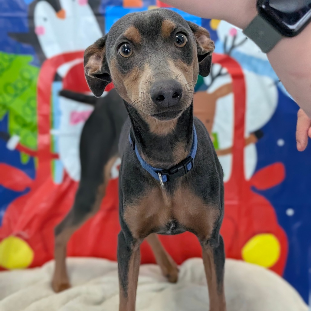 Luigi — thumbnail 4