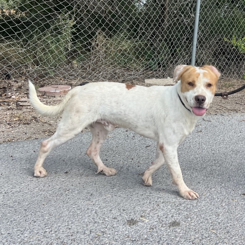 KILO - Shepherd available for adoption