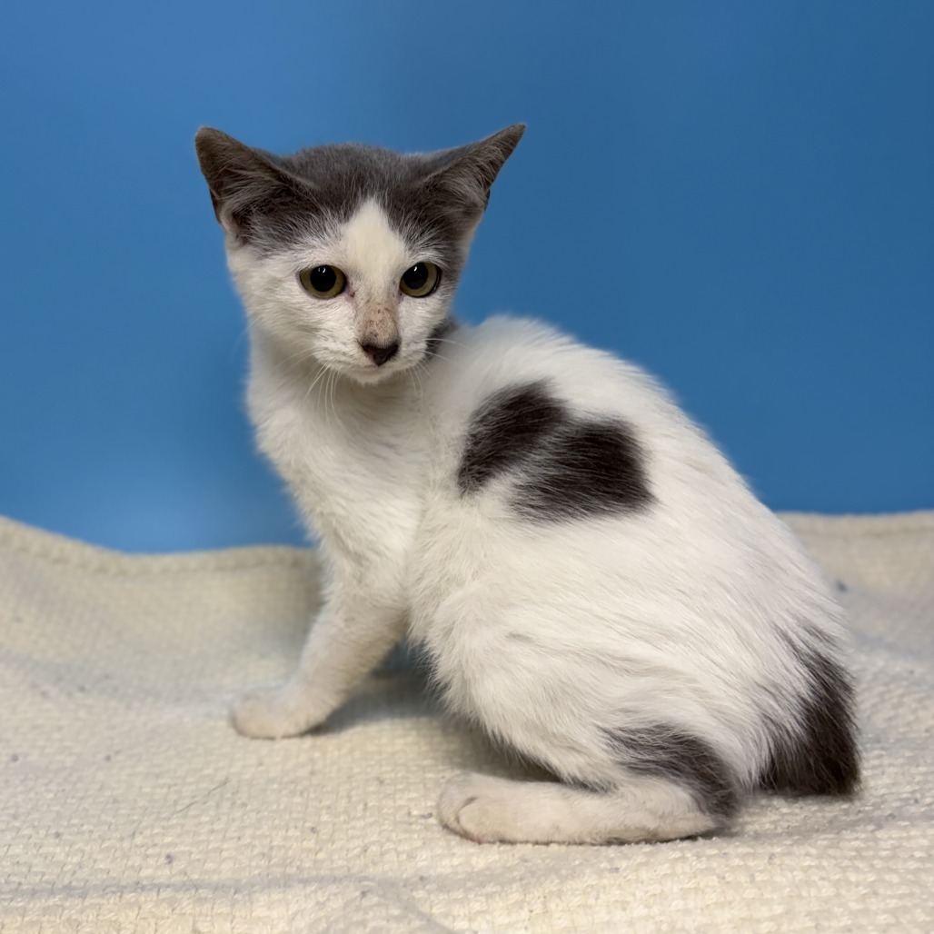 MOGGIE - Domestic Shorthair available for adoption