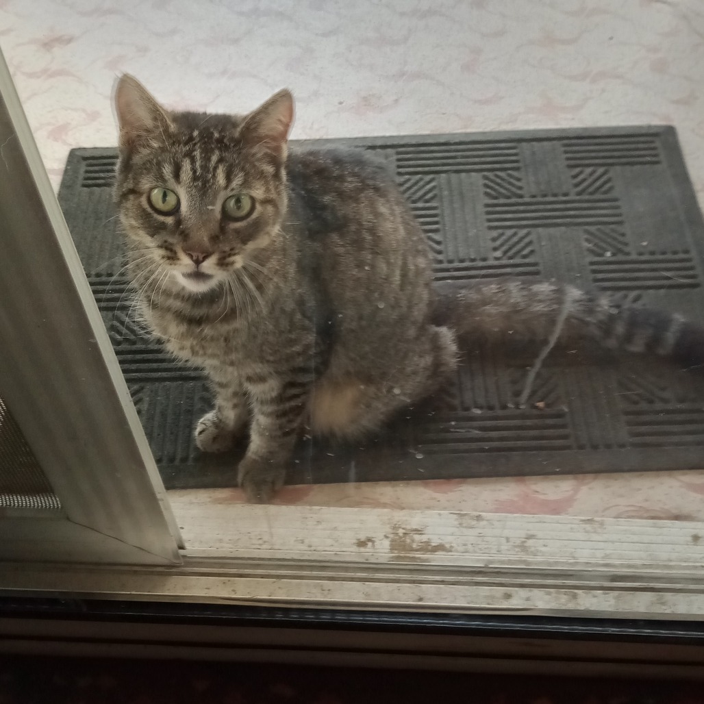DOLLY PURRTON - Domestic Shorthair available for adoption