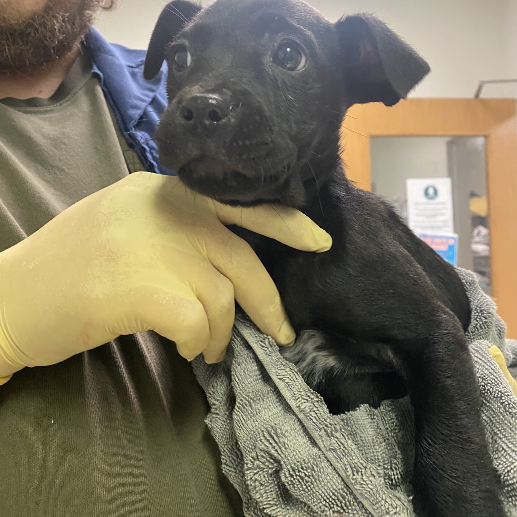 Sweet Potato Casserole — thumbnail 2