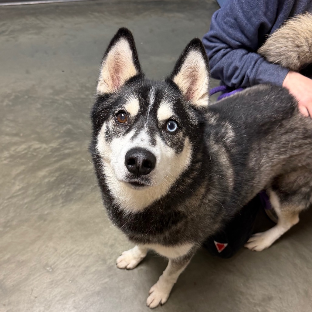 Siberian Husky