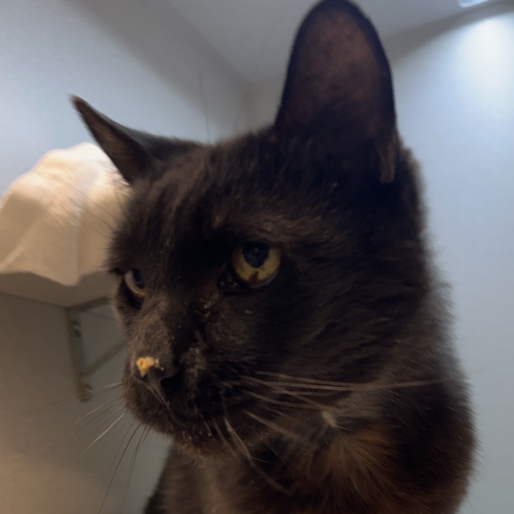 Photo of Ralph 8