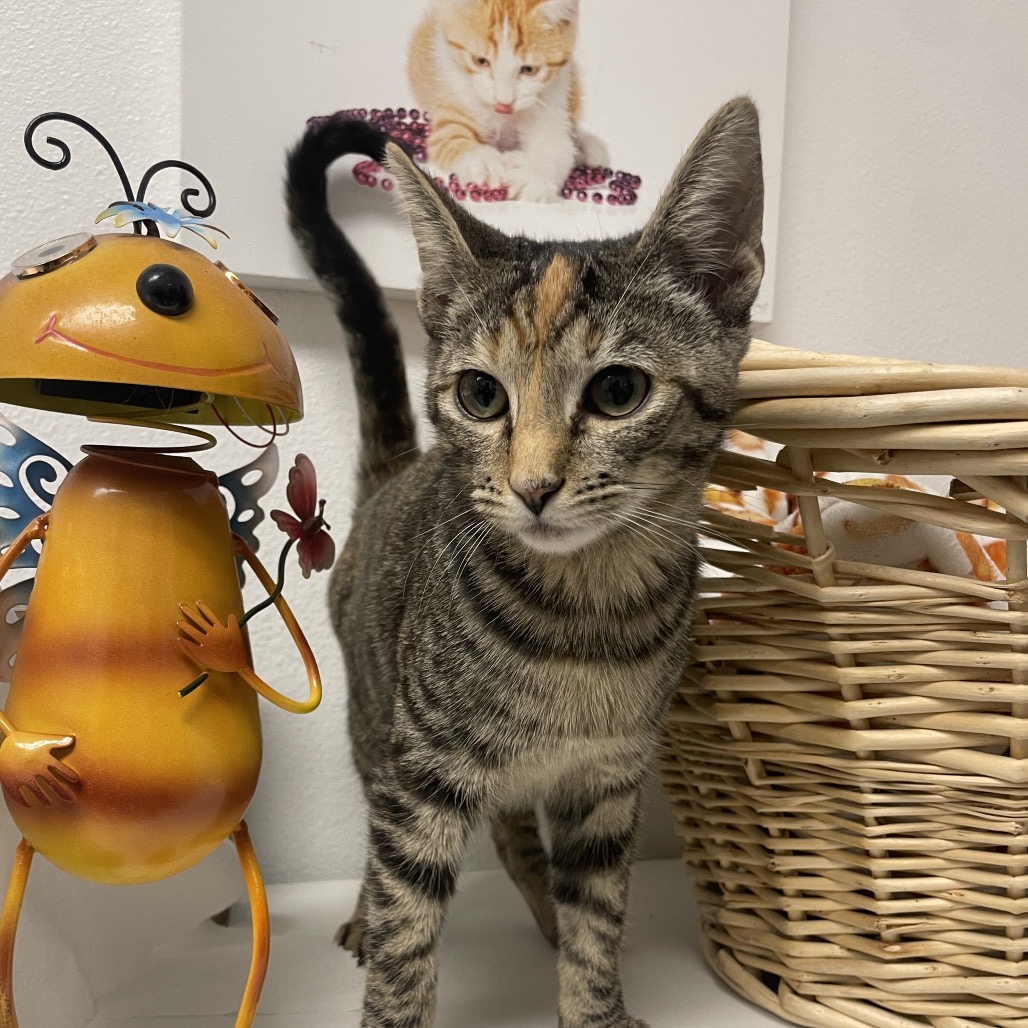 GINGER - Domestic Shorthair for adoption in Henderson