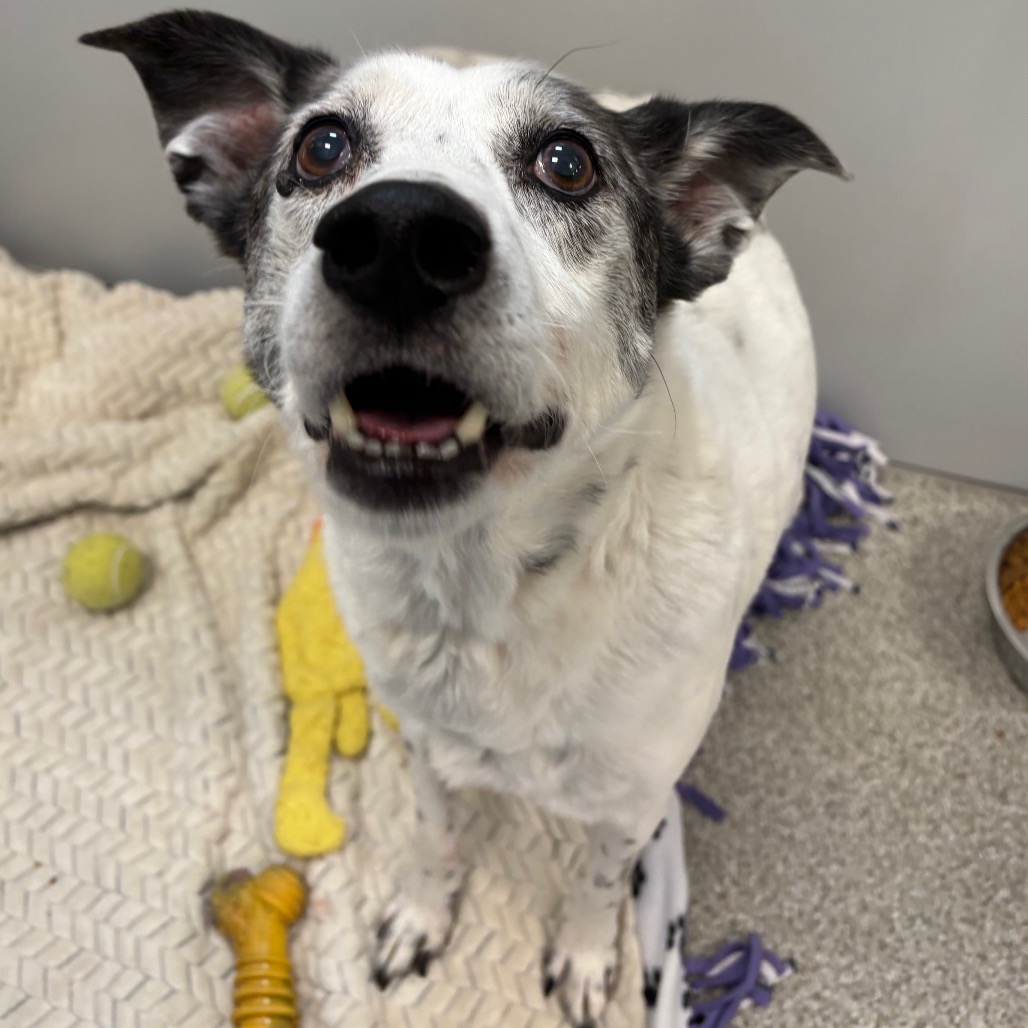 LINCOLN - Mixed Breed (Medium) available for adoption