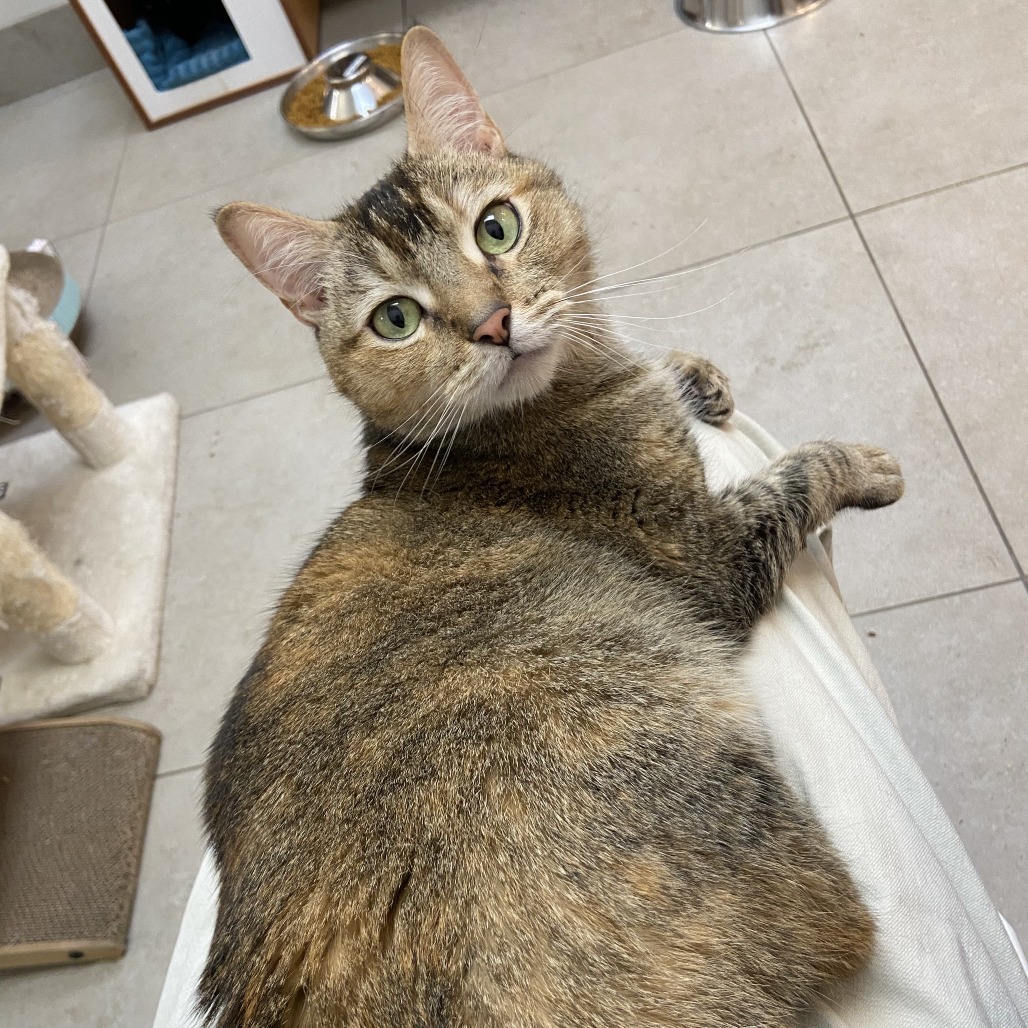 CLEO - Domestic Shorthair available for adoption