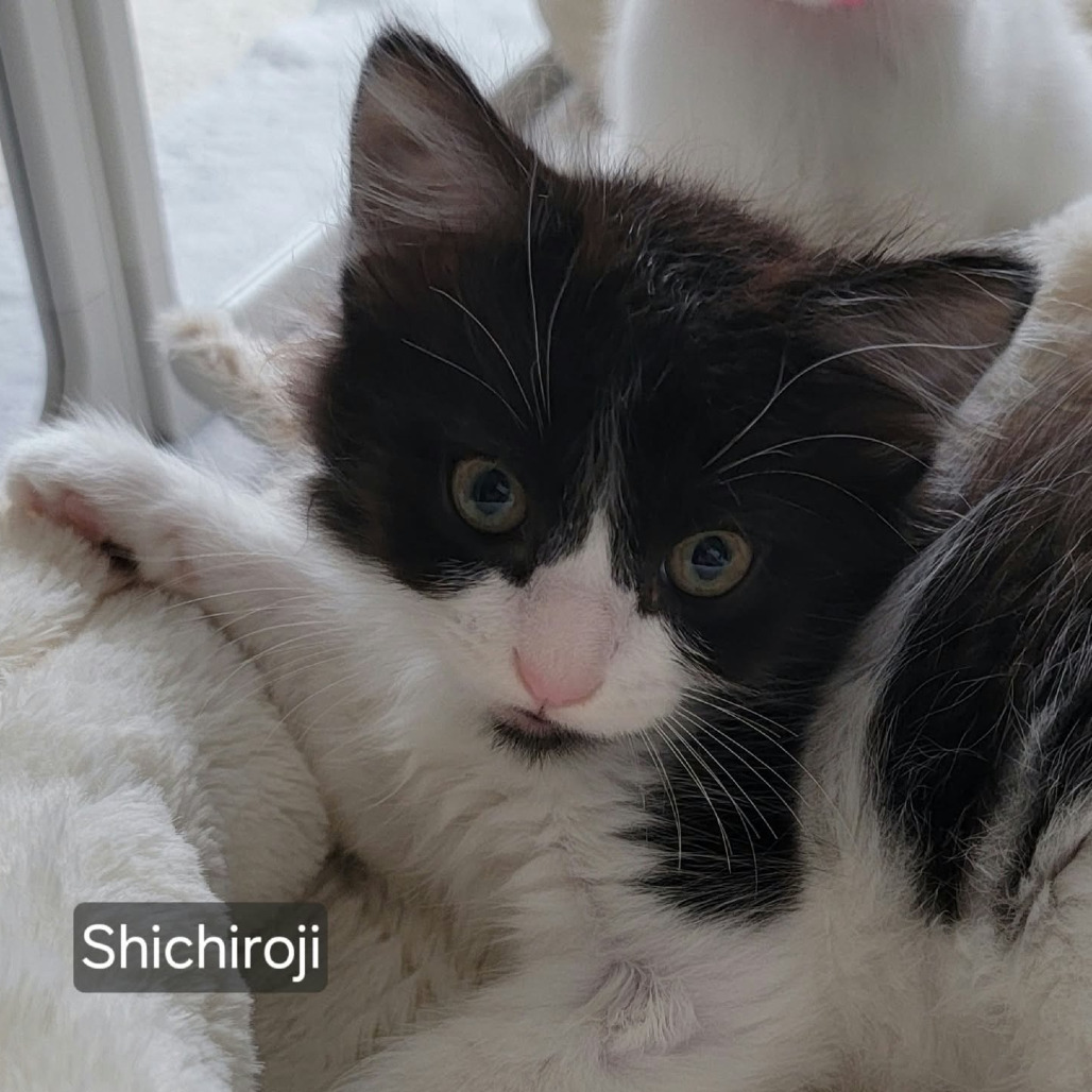 Shichiroji