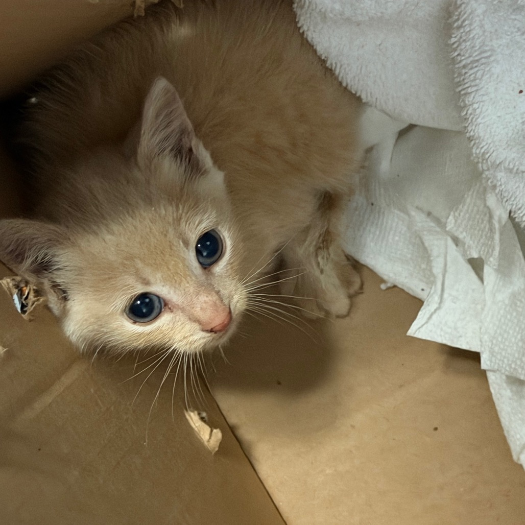 Tusc Stray 84887 2 3 4 5 6 7
