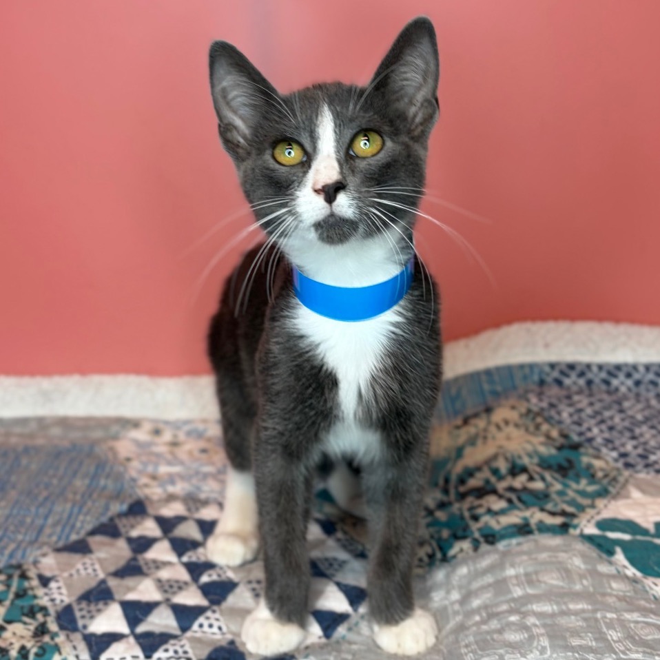MONTY - Domestic Shorthair / Russian Blue available for adoption