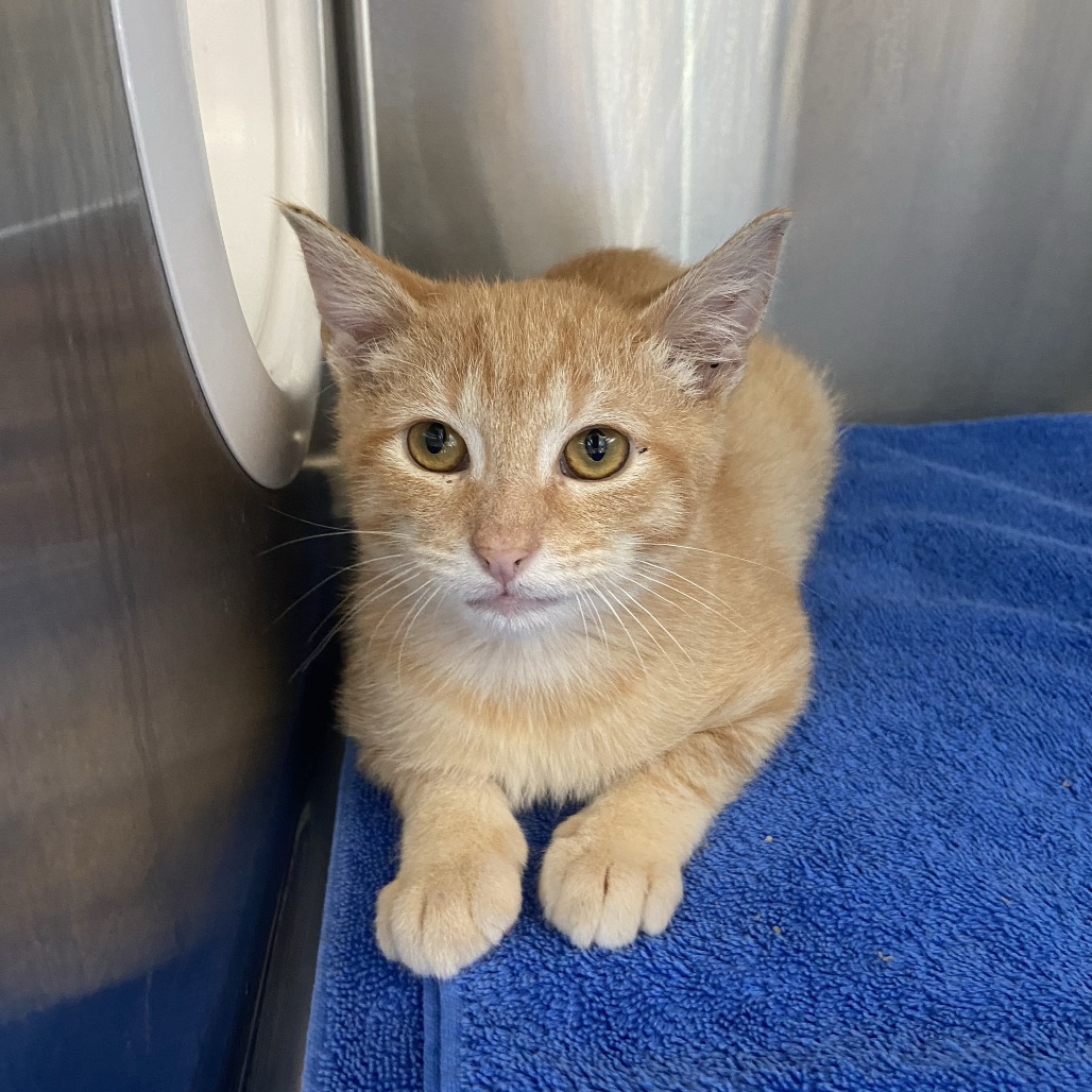 BUTTERNUT - Domestic Shorthair available for adoption