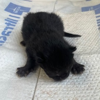 Tusc Stray 83853 2 3