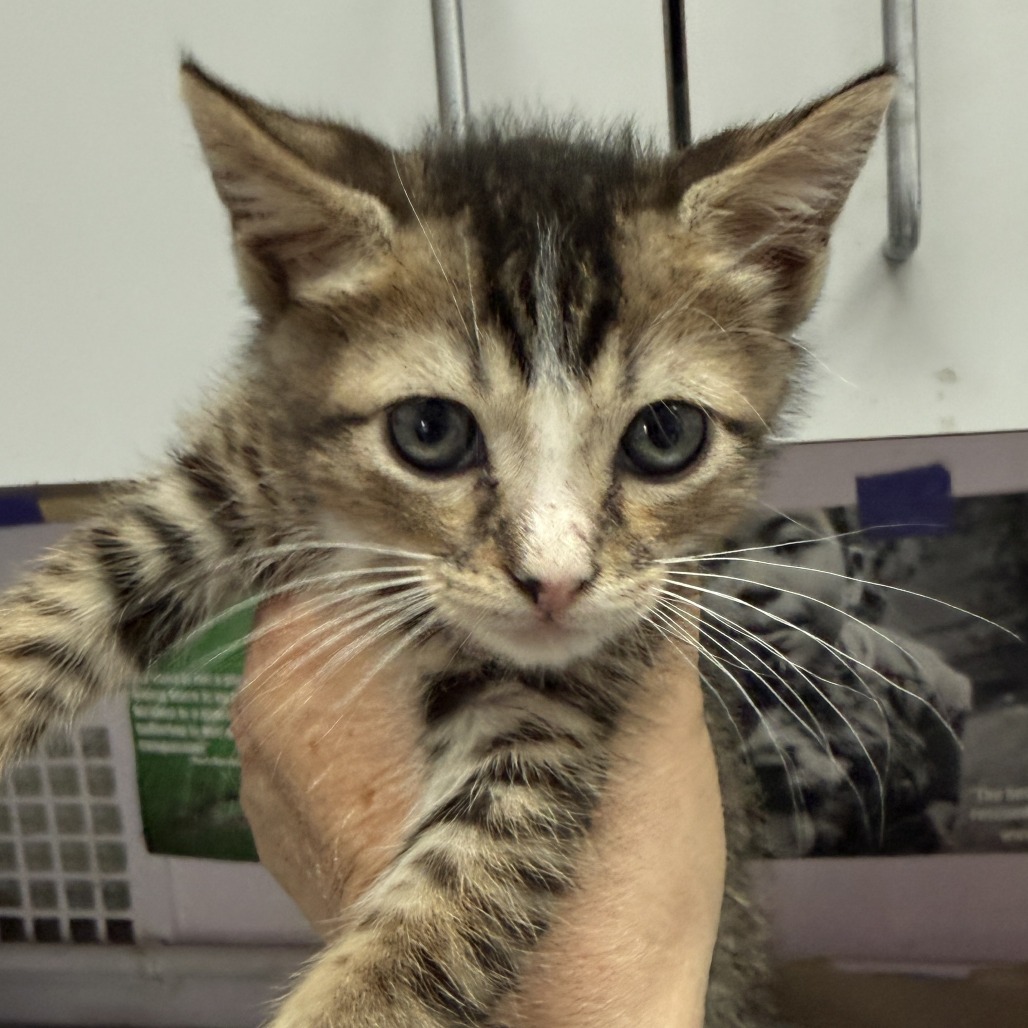 Jake, photo 3