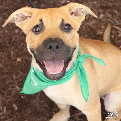 SEARCHER - Retriever, Labrador / Shepherd, Anatolian available for adoption