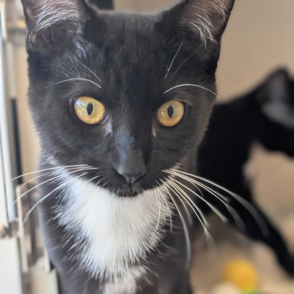 Dimitri - Domestic Shorthair