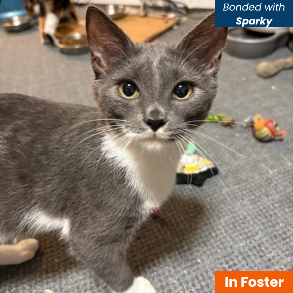 HANNAH - Domestic Shorthair available for adoption