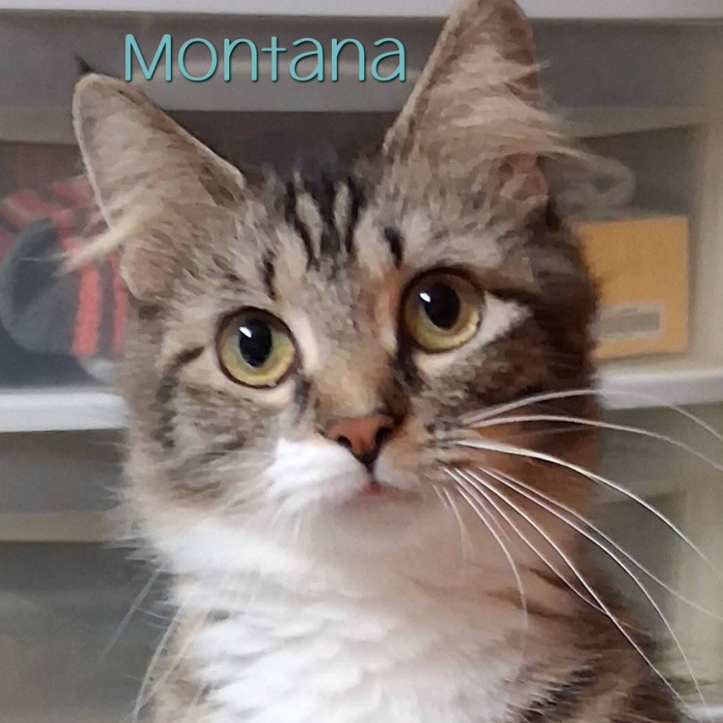 Montana, photo 3