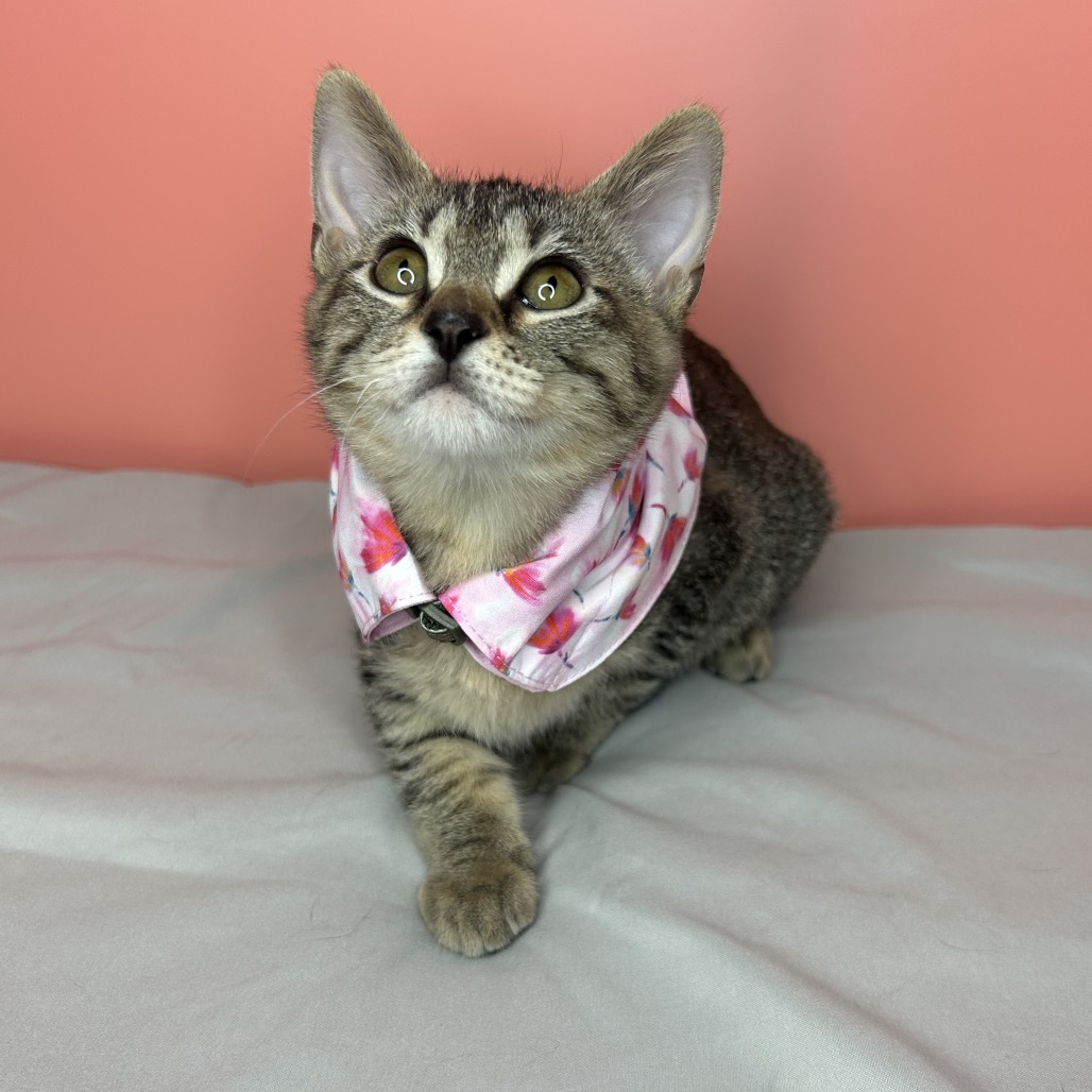 GODIVA - Domestic Shorthair available for adoption