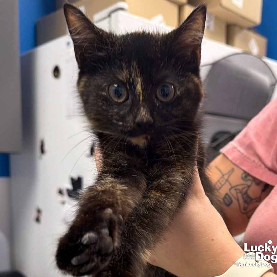 SPARROW - Domestic Shorthair available for adoption