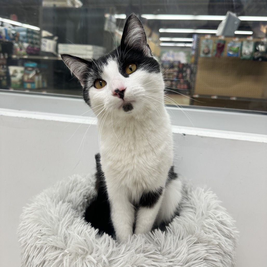 Benson Boone — thumbnail 5