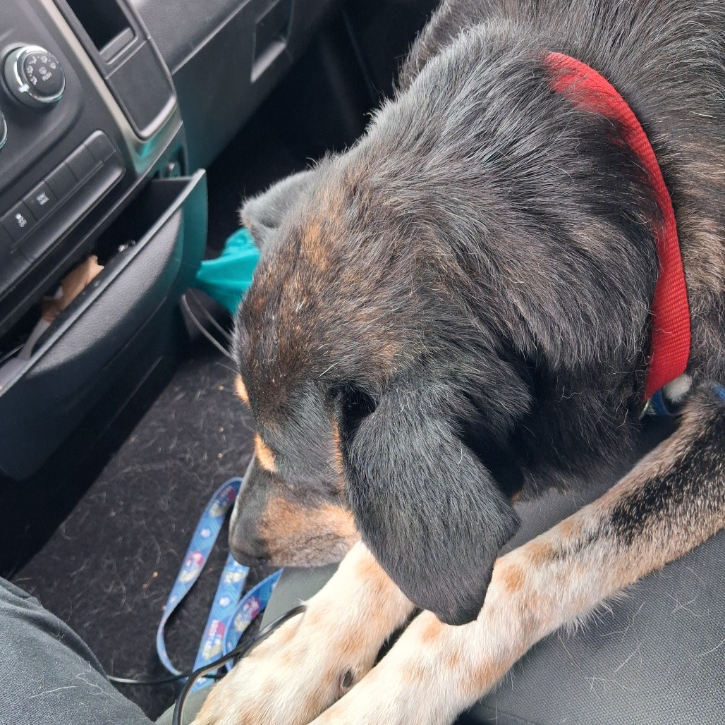 Louie, photo 15