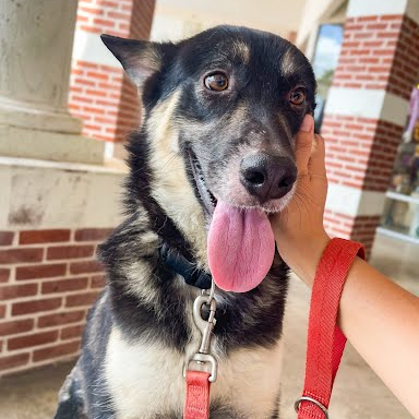 Lola, available for adoption at PVAS