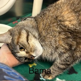 Bama, photo 2