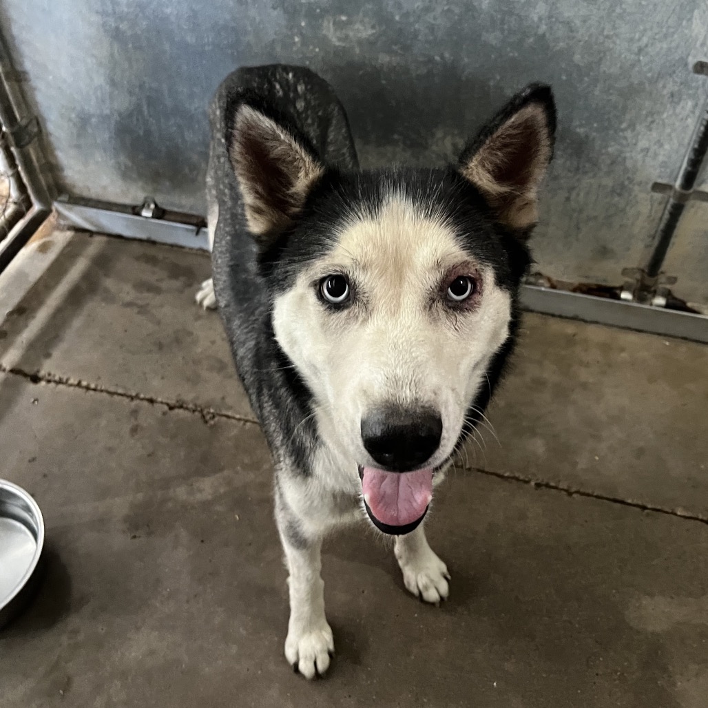 CHEERIO - Husky / Mix available for adoption