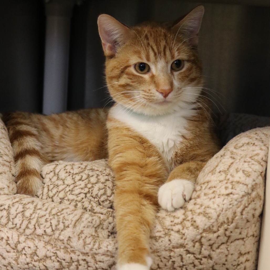 Ginger is available for adoption at Tri-County Humane Society