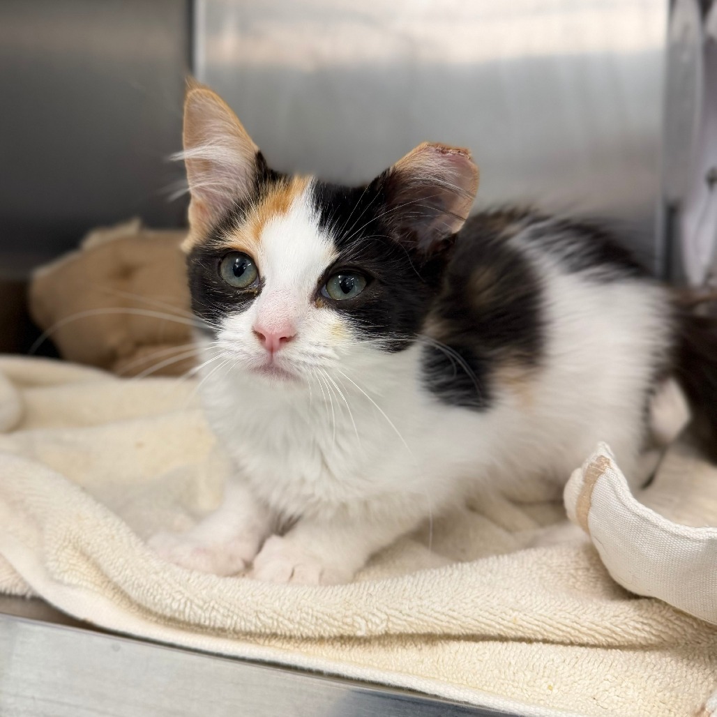 KOI - Domestic Medium Hair available for adoption