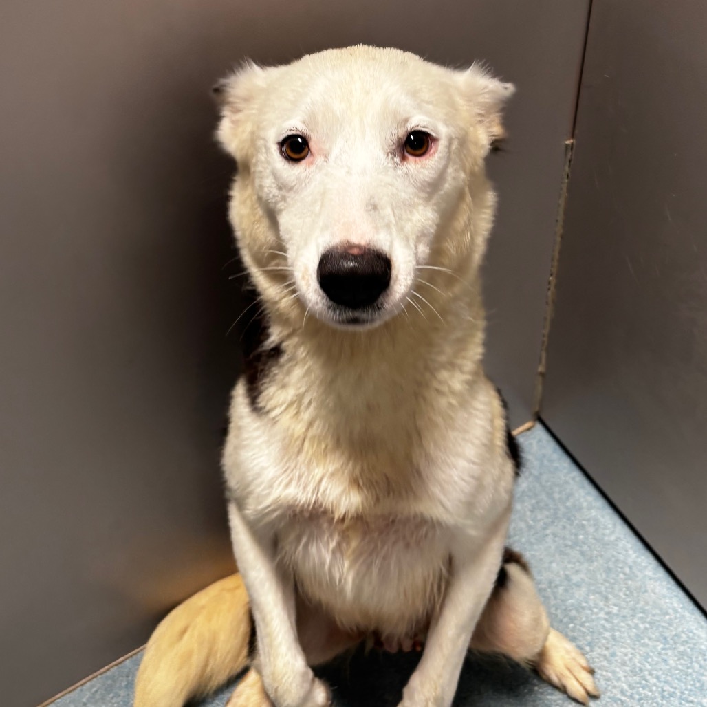 HAIZLEY - Shepherd available for adoption