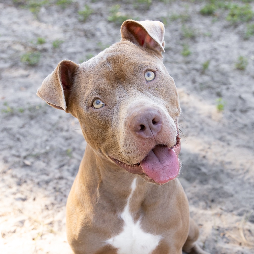 Ziggy, photo 4
