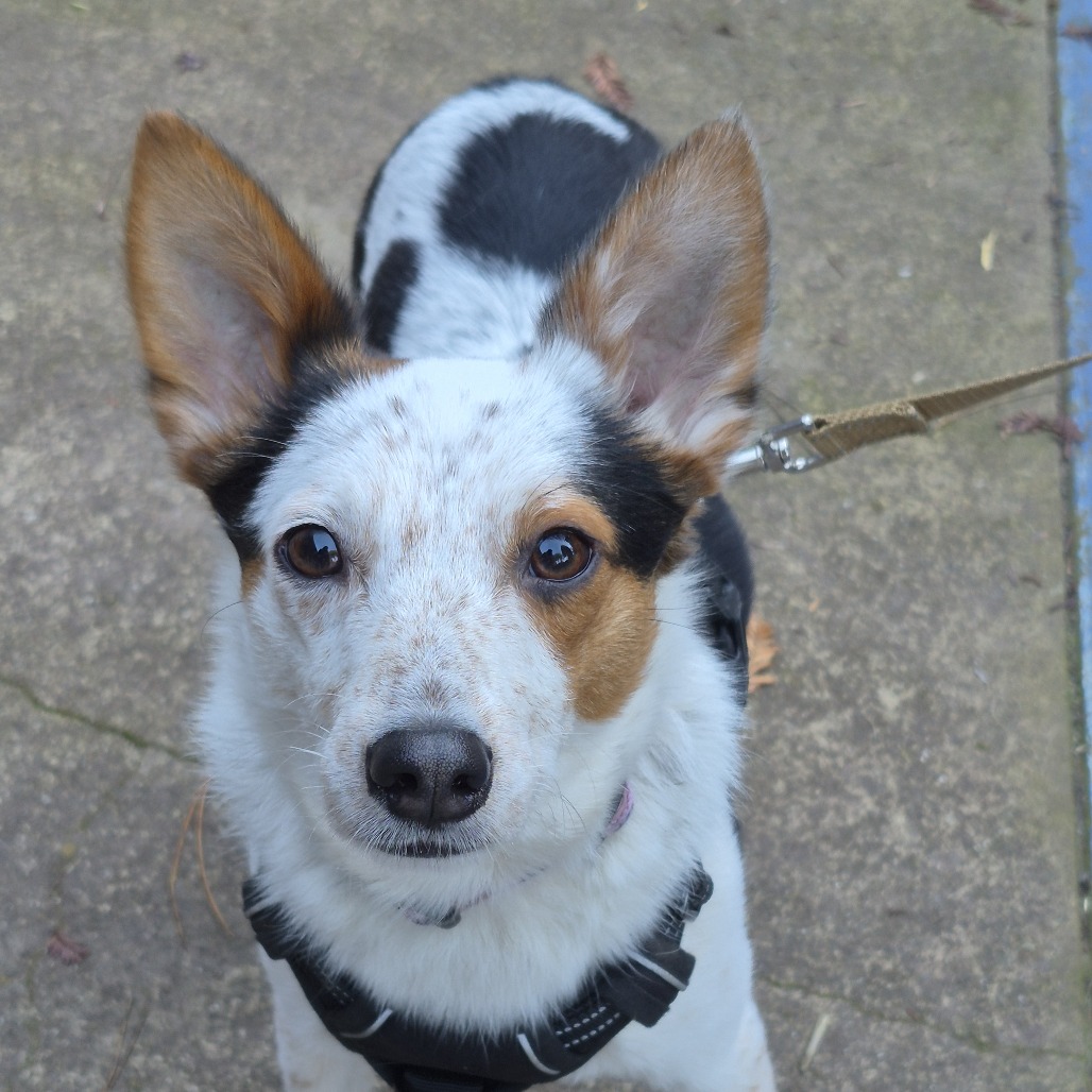 Thor — thumbnail 3