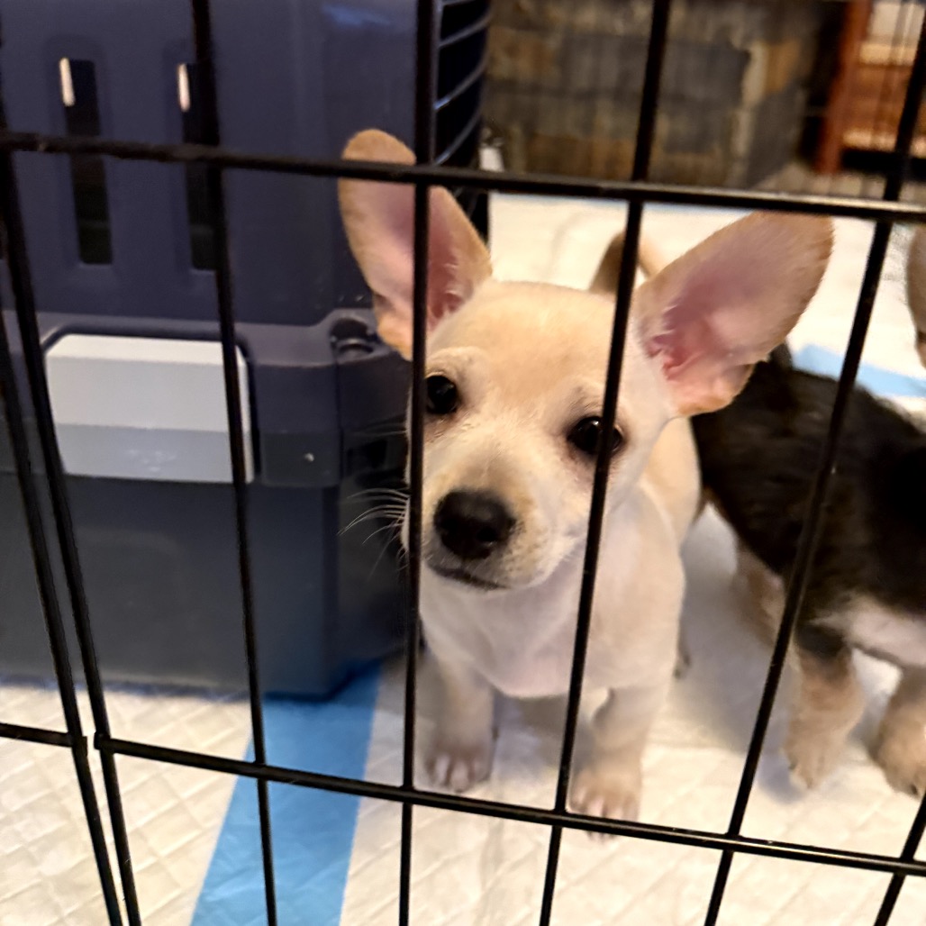 Cooper — thumbnail 5