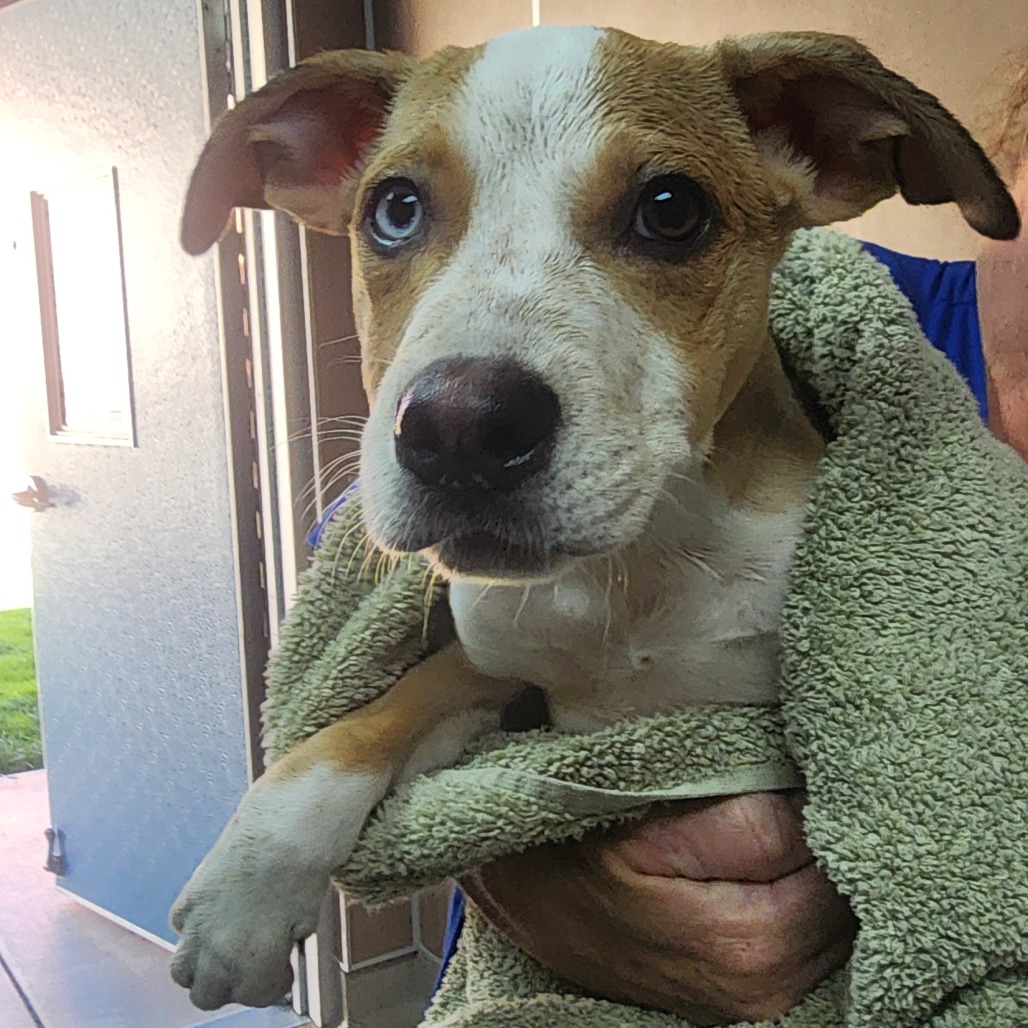 Kennel#27 Ziggy's preview photo