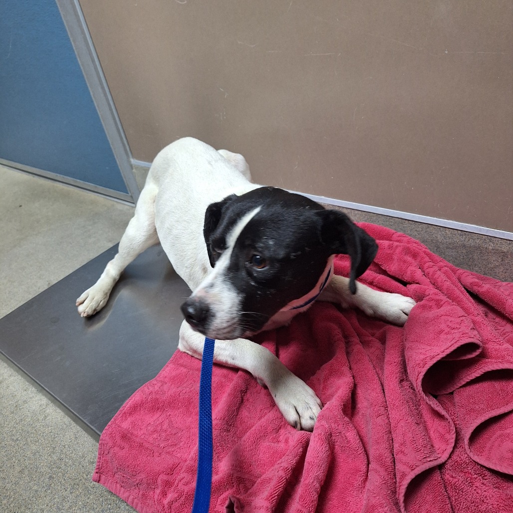 Kennel#30a King's preview photo